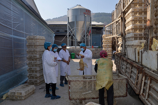 在天信农牧集团实践